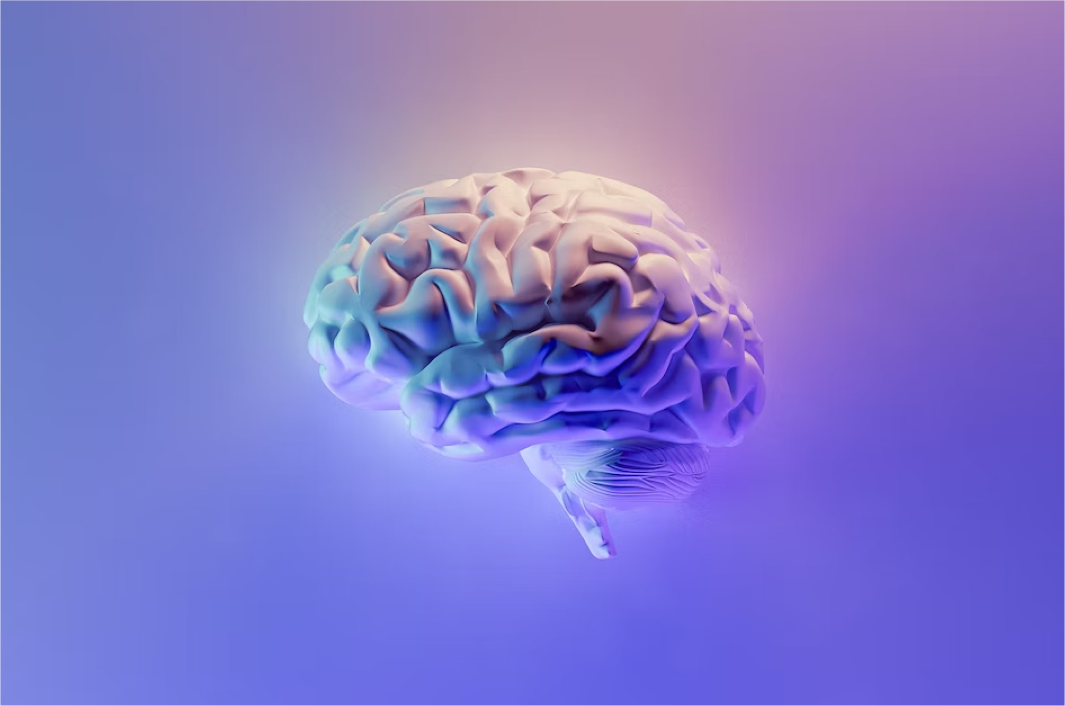 Brain